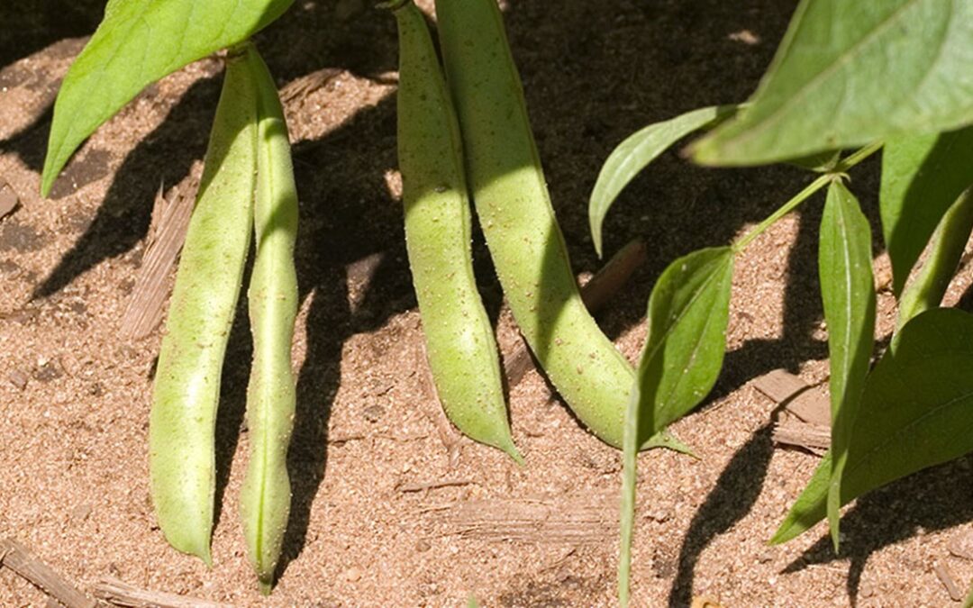 Canned Food News: Green Beans – From Farm To Table